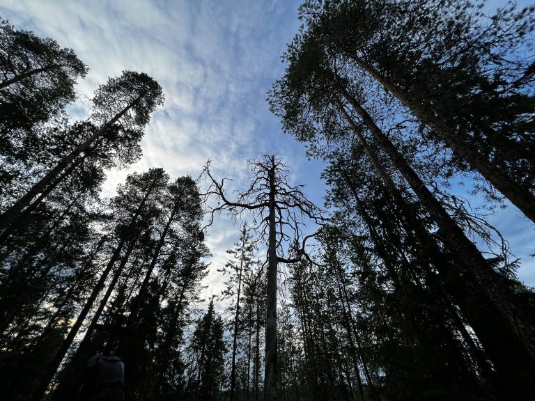 Kelomänty keskellä metsää sinistä taivasta vasten. On kesä.